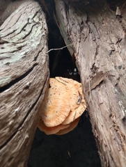 Laetiporus sulphureus