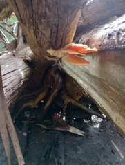Laetiporus sulphureus