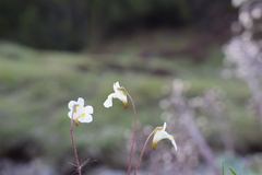 Pinguicula alpina
