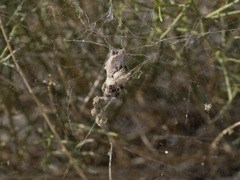 Metepeira labyrinthea