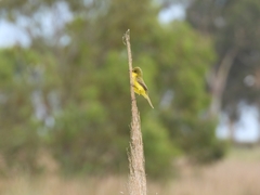 Pseudocolopteryx acutipennis