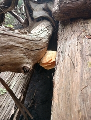 Laetiporus sulphureus