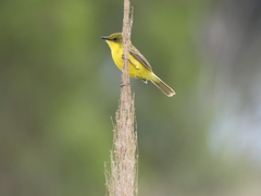 Pseudocolopteryx acutipennis