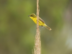 Pseudocolopteryx acutipennis