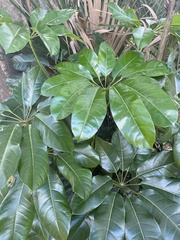 Heptapleurum actinophyllum