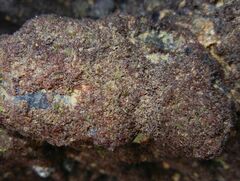 Rhodophyta