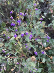 Dalea bicolor