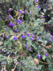 Dalea bicolor