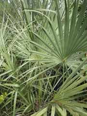Coryphoideae