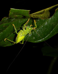 Panacanthus cuspidatus