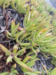 Carpobrotus