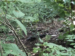Heloderma horridum