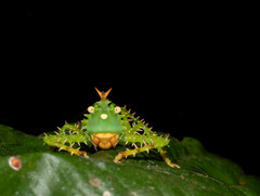 Panacanthus cuspidatus