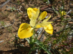 Moraea macronyx