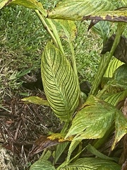 Canna × generalis
