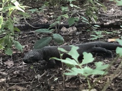 Heloderma horridum