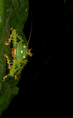 Panacanthus cuspidatus