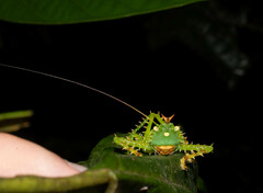 Panacanthus cuspidatus