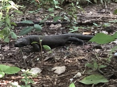 Heloderma horridum