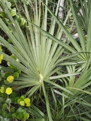 Coryphoideae