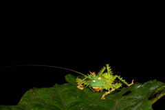 Panacanthus cuspidatus