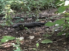 Heloderma horridum