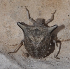 Ventocoris falcatus