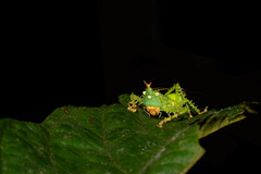 Panacanthus cuspidatus