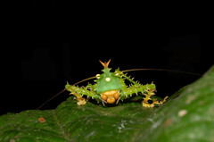 Panacanthus cuspidatus