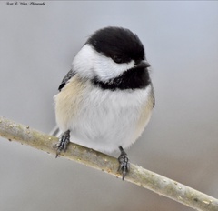 Poecile atricapillus