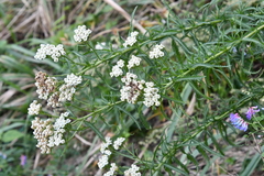Achillea ptarmicoides