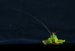 Panacanthus cuspidatus