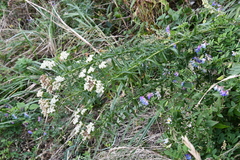 Achillea ptarmicoides