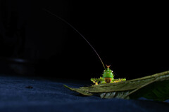 Panacanthus cuspidatus