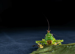 Panacanthus cuspidatus