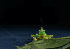 Panacanthus cuspidatus