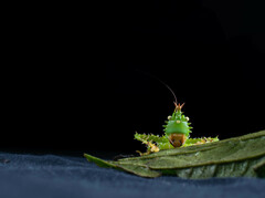 Panacanthus cuspidatus