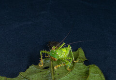Panacanthus cuspidatus