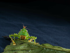 Panacanthus cuspidatus