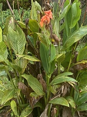 Canna × generalis