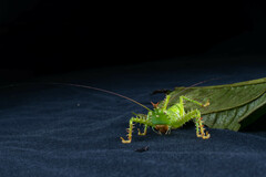 Panacanthus cuspidatus