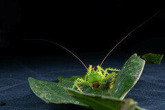 Panacanthus cuspidatus
