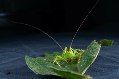 Panacanthus cuspidatus