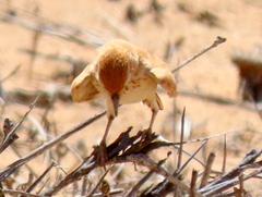 Calendulauda erythrochlamys erythrochlamys