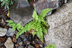 Cystopteris fragilis