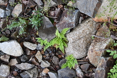 Cystopteris fragilis