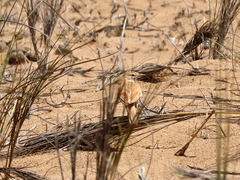Calendulauda erythrochlamys erythrochlamys