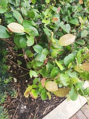 Flacourtia indica