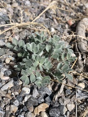Astragalus newberryi castoreus