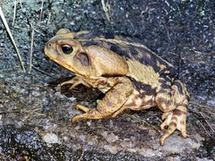 Rhinella icterica